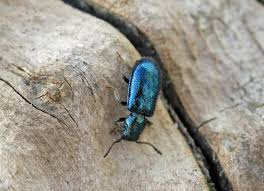 Attēlu rezultāti vaicājumam “Korynetes caeruleus”