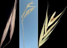 Attēlu rezultāti vaicājumam “Bromopsis benekenii”