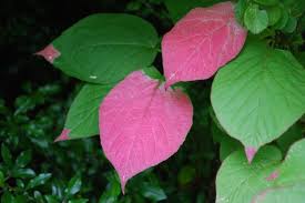 Attēlu rezultāti vaicājumam “Actinidia kolomikta”