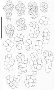 Attēlu rezultāti vaicājumam “Petractis sp.”