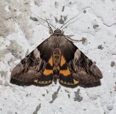 Attēlu rezultāti vaicājumam “Catocala fulminea”