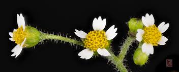 Attēlu rezultāti vaicājumam “Galinsoga quadriradiata flower”