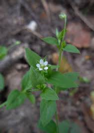 Attēlu rezultāti vaicājumam “Moehringia trinervia”