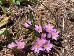 Attēlu rezultāti vaicājumam “Licea pygmaea”