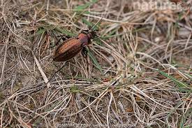 Attēlu rezultāti vaicājumam “Carabus arcensis”