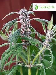 Image result for Leonurus cardiaca