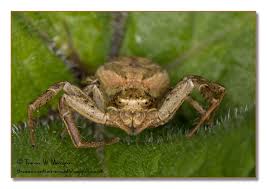 Attēlu rezultāti vaicājumam “Xysticus ulmi adult”