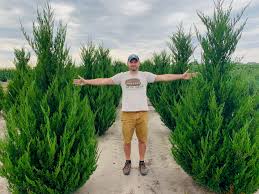 Attēlu rezultāti vaicājumam “Juniperus chinensis”