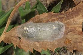 Attēlu rezultāti vaicājumam “Zygaena cocoon”