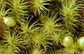 Attēlu rezultāti vaicājumam “Bartramia pomiformis”