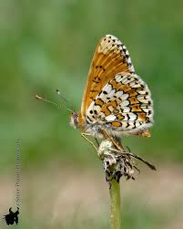 Attēlu rezultāti vaicājumam “Melitaea cinxia upperside”