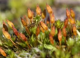 Attēlu rezultāti vaicājumam “Orthotrichum anomalum”