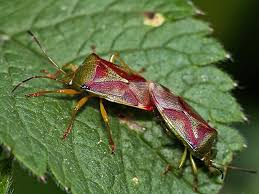 Attēlu rezultāti vaicājumam “Elasmostethus interstinctus imago”