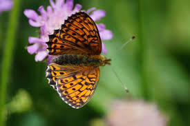 Attēlu rezultāti vaicājumam “Brenthis ino”