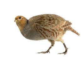 Attēlu rezultāti vaicājumam “Perdix perdix”