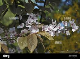 Attēlu rezultāti vaicājumam “Prunus domestica subsp. domestica leaf”