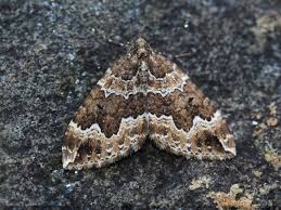 Attēlu rezultāti vaicājumam “Lampropteryx suffumata”