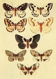 Attēlu rezultāti vaicājumam “Abraxas sylvata imago”