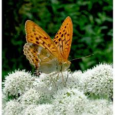 Attēlu rezultāti vaicājumam “Argynnis paphia larva”