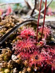 Attēlu rezultāti vaicājumam “Drosera rotundifolia”