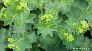 Image result for Frauenmantel