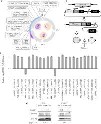 Attēlu rezultāti vaicājumam “Diderma cingulatum plasmodium”