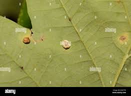 Attēlu rezultāti vaicājumam “Neuroterus albipes”