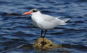 Attēlu rezultāti vaicājumam “Hydroprogne caspia”