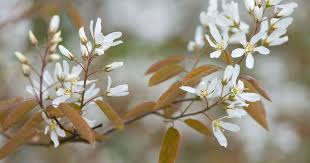 Attēlu rezultāti vaicājumam “Amelanchier canadensis”
