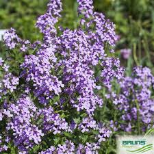 Attēlu rezultāti vaicājumam “Hesperis matronalis leaf”