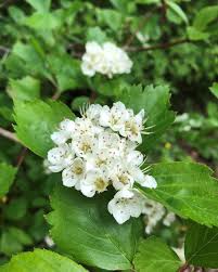 Attēlu rezultāti vaicājumam “Crataegus douglasii”