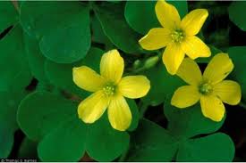 Attēlu rezultāti vaicājumam “Oxalidaceae”