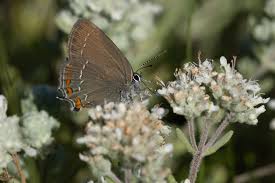 Attēlu rezultāti vaicājumam “Satyrium ilicis underside”