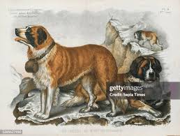 Attēlu rezultāti vaicājumam “Canis lupus familiaris”