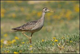 Image result for Bartramia longicauda