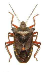 Attēlu rezultāti vaicājumam “Pentatoma rufipes”