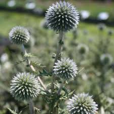 Image result for Echinops spaerocephalus