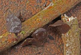 Attēlu rezultāti vaicājumam “Exidia recisa”