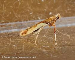 Attēlu rezultāti vaicājumam “Caloptilia hemidactylella”