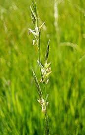 Attēlu rezultāti vaicājumam “Glyceria fluitans”