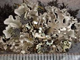 Attēlu rezultāti vaicājumam “Peltigera extenuata”