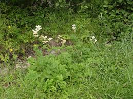 Attēlu rezultāti vaicājumam “Filipendula ulmaria”