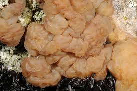 Attēlu rezultāti vaicājumam “Exidia cartilaginea”