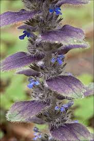 Attēlu rezultāti vaicājumam “Ajuga pyramidalis”