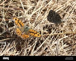 Attēlu rezultāti vaicājumam “Lasiommata megera male”