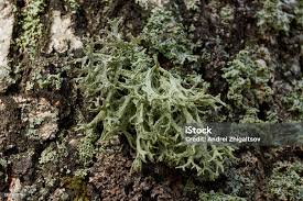 Attēlu rezultāti vaicājumam “Parmelia sulcata”