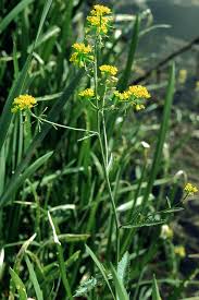 Attēlu rezultāti vaicājumam “Rorippa amphibia”