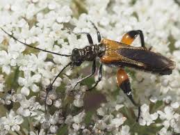 Attēlu rezultāti vaicājumam “Oedemera femorata”