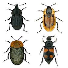 Attēlu rezultāti vaicājumam “Silphidae”