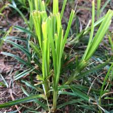 Attēlu rezultāti vaicājumam “Scirpus sylvaticus flower”